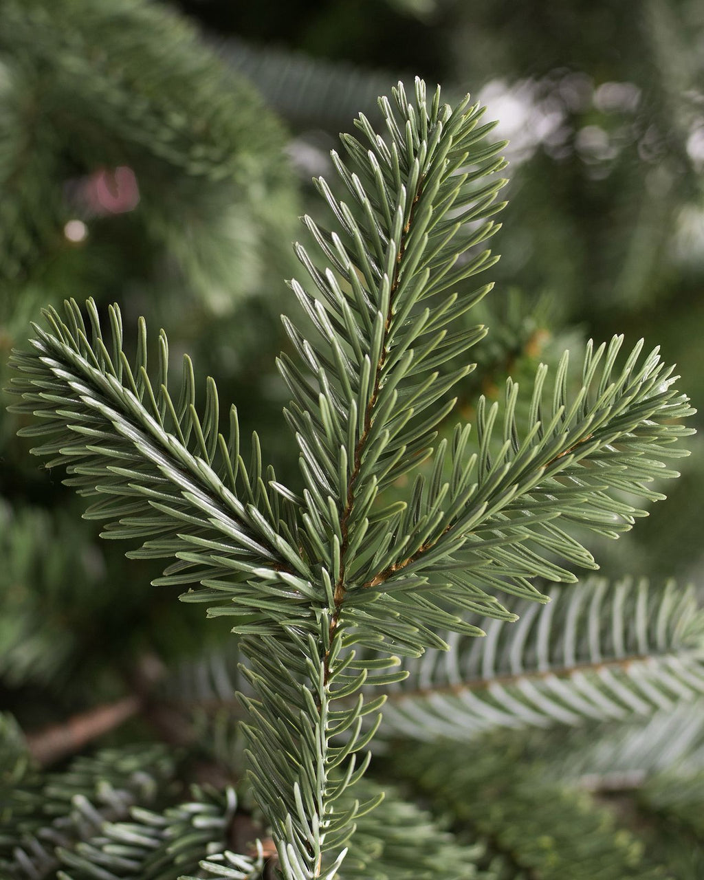 Árvore De Natal Com Micro LED Embutida